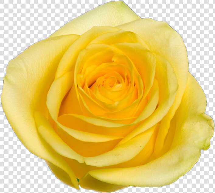 Floribunda  HD Png DownloadTransparent PNG