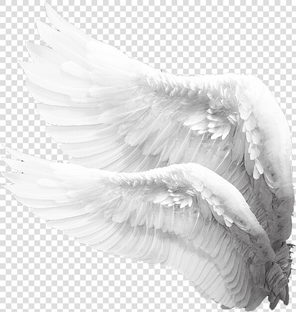 Alas De Angel Png  Transparent PngTransparent PNG