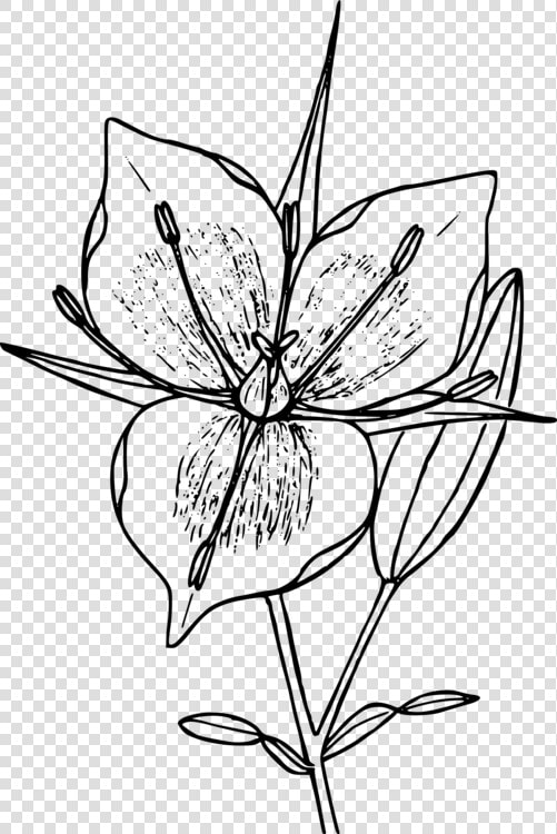 Collection Of Free Mountains Drawing Flower Download   Drawing Mariposa Cuban Flower  HD Png DownloadTransparent PNG