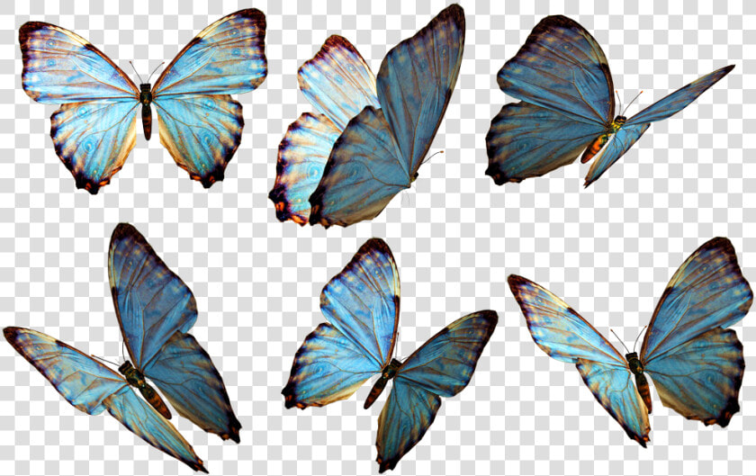 Butterflies Png Stock By Roy D   Butterflies Png  Transparent PngTransparent PNG