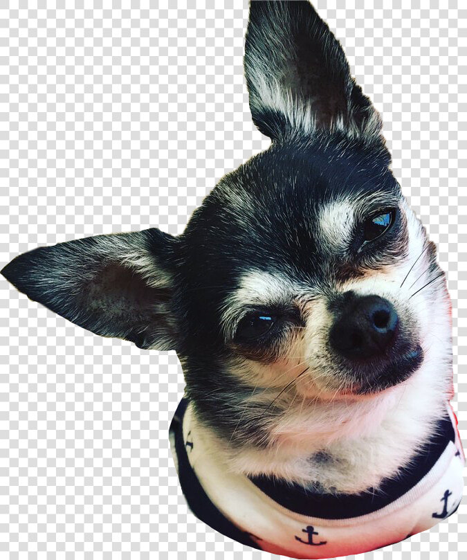  marbles  marble  dog  jennamarbles  jennamarblesdogs   Марблс Собака Дженны Марблс  HD Png DownloadTransparent PNG