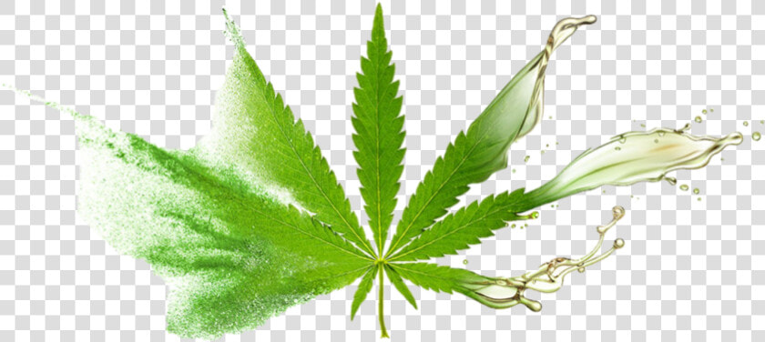 Cbd Leaf   Cbd Leaf And Oil  HD Png DownloadTransparent PNG