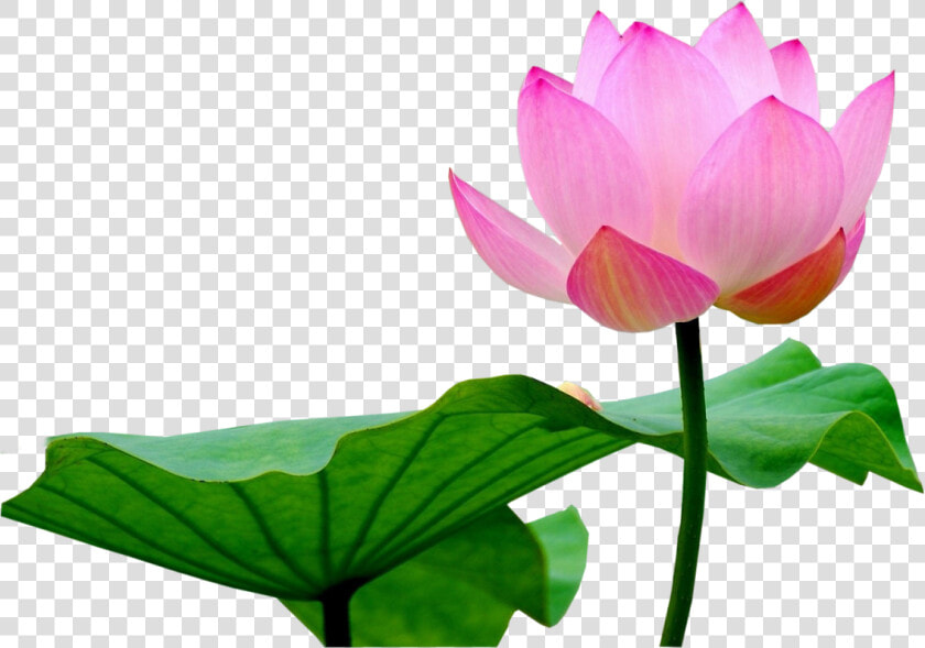 Lotus Flower Png   Lotus Flower Image Png  Transparent PngTransparent PNG