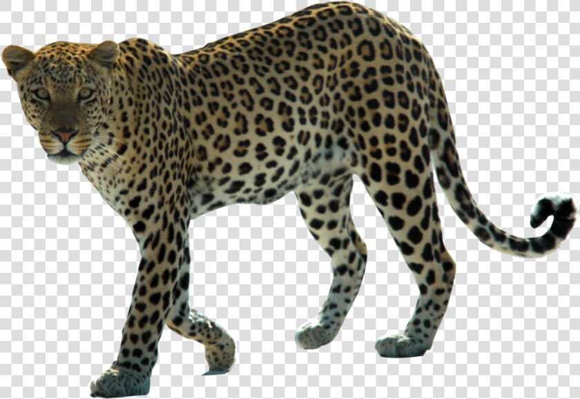 Snow Leopard Arabian Leopard African Leopard Felidae  HD Png DownloadTransparent PNG