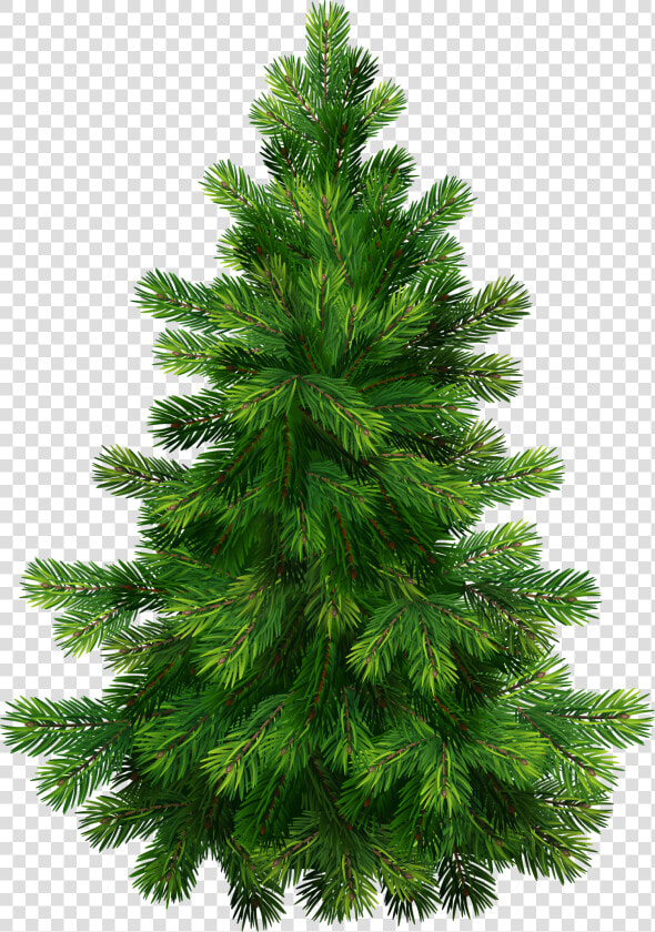 Evergreens With Pine Cones Png Clipart   Christmas Tree Vector Png  Transparent PngTransparent PNG