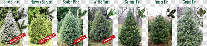 Christmas Trees   Mexican Pinyon  HD Png DownloadTransparent PNG