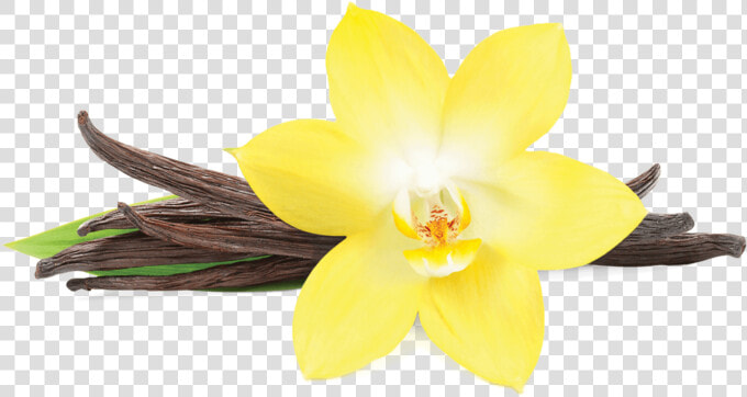 Vanilla Png Pluspng   Vanilla Flower Picture Transparent  Png DownloadTransparent PNG