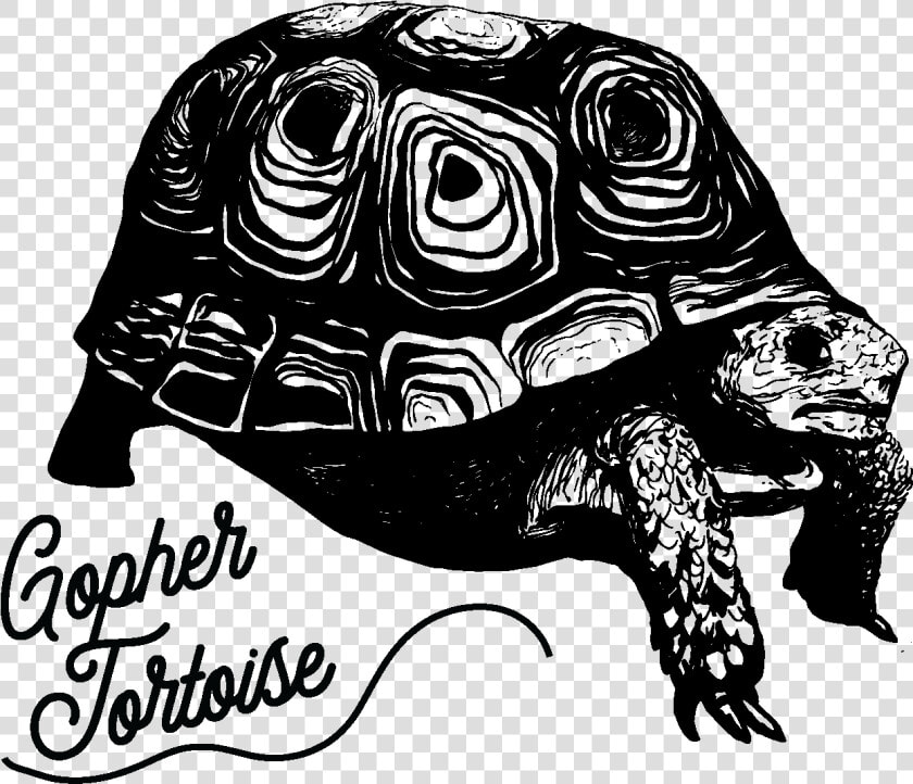 Tortoise   Galápagos Tortoise  HD Png DownloadTransparent PNG