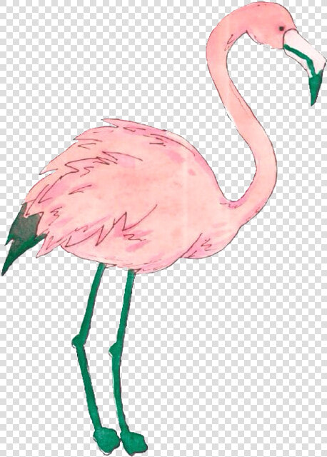 Clip Art Flamingo Tumblr Png   Png Flamingo  Transparent PngTransparent PNG