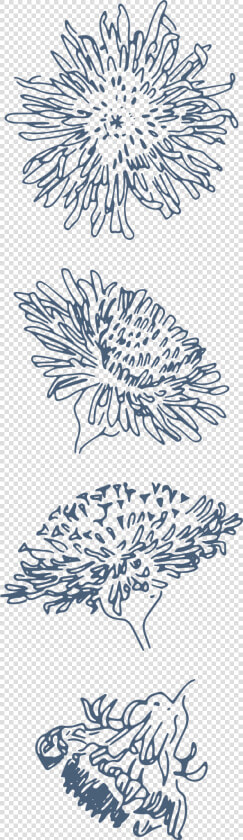 Transparent Funny Pngs   Chrysanths  Png DownloadTransparent PNG