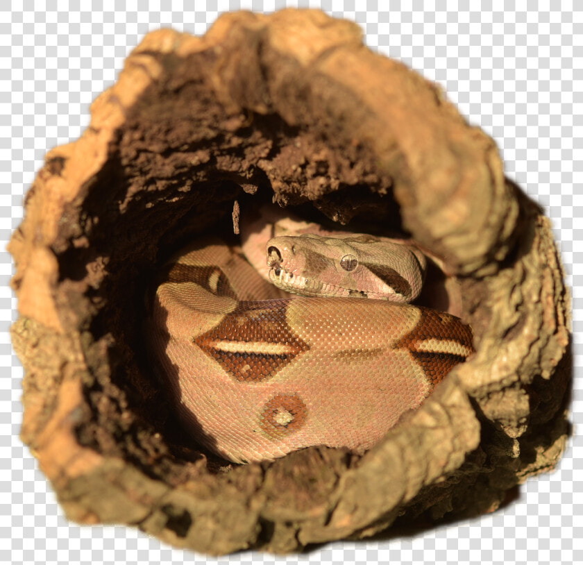 Boa Constrictor  HD Png DownloadTransparent PNG