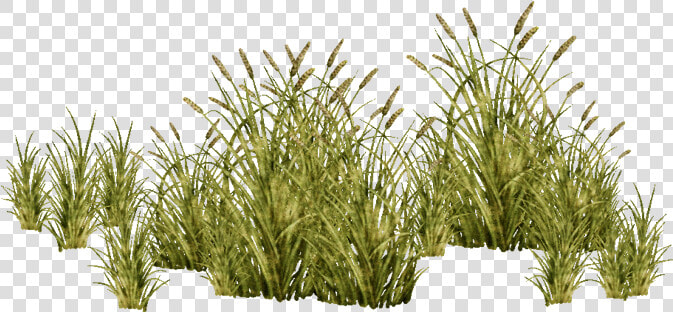 E 1422684254   Grasses Png  Transparent PngTransparent PNG