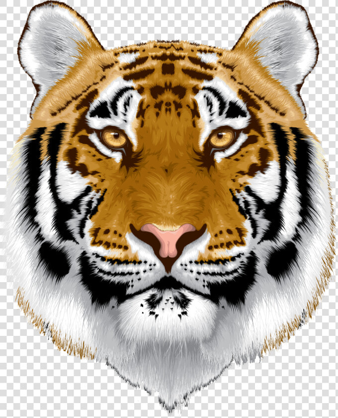 White Tiger Head Png   Tiger  Transparent PngTransparent PNG