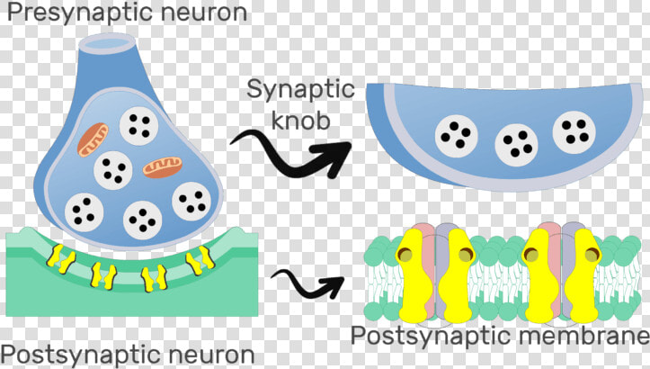 An Image Showing The Chemical Synapse  The Image Contains   Main Structure Of Synapse Electrochemical  HD Png DownloadTransparent PNG