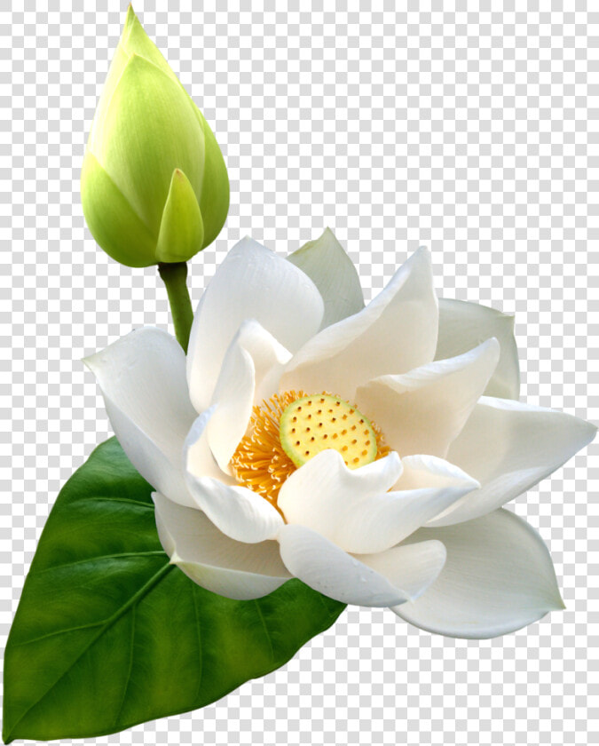 White Lotus Png Clip Art   White Lotus Flower Png  Transparent PngTransparent PNG