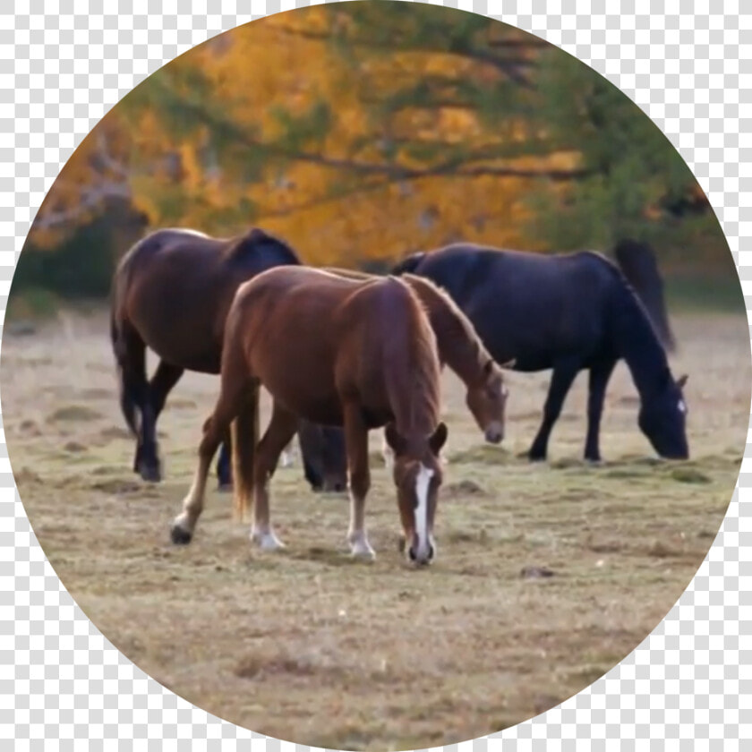 Stallion  HD Png DownloadTransparent PNG