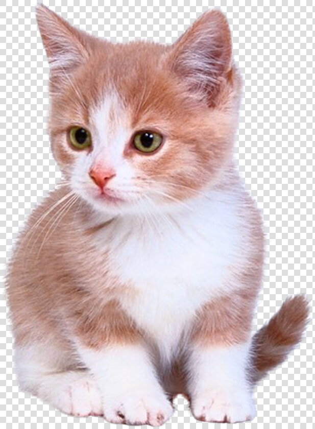 Bengal Cat Kitten Puppy Dog Cuteness   Laser Pointer For Cats  HD Png DownloadTransparent PNG