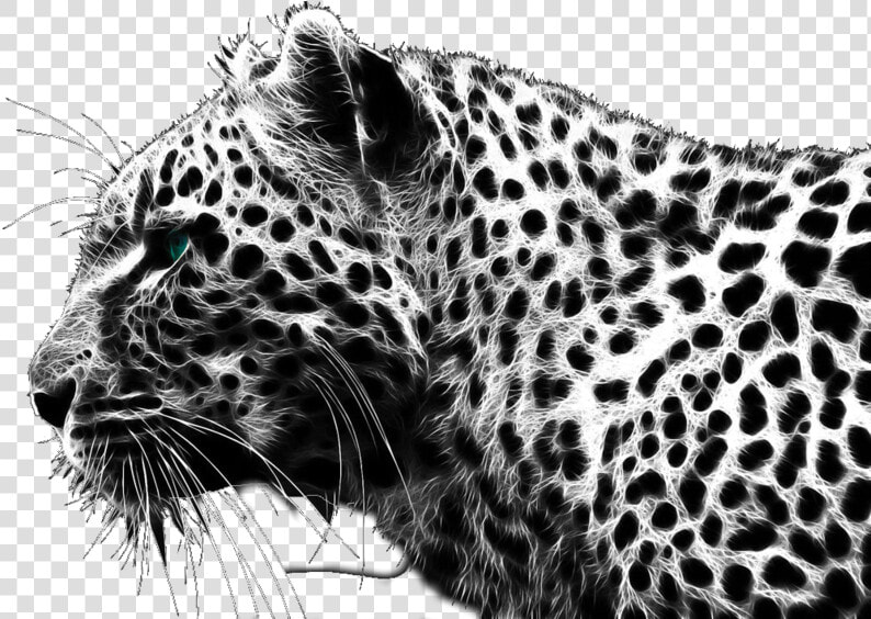 Cheetah Png   Leopard Black And White  Transparent PngTransparent PNG