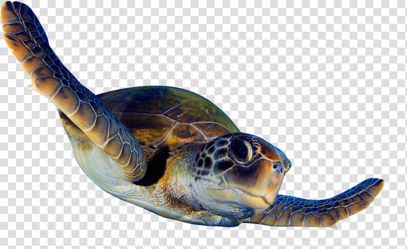 Sea Turtle Animation Png   Png Download   Sea Turtle Animated Png  Transparent PngTransparent PNG