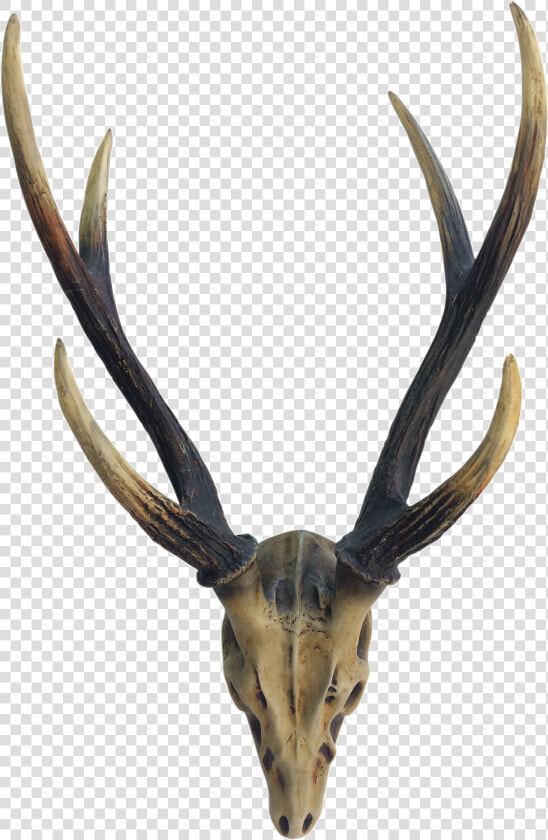 Elk Deer Horn Antler Image   Reindeer  HD Png DownloadTransparent PNG