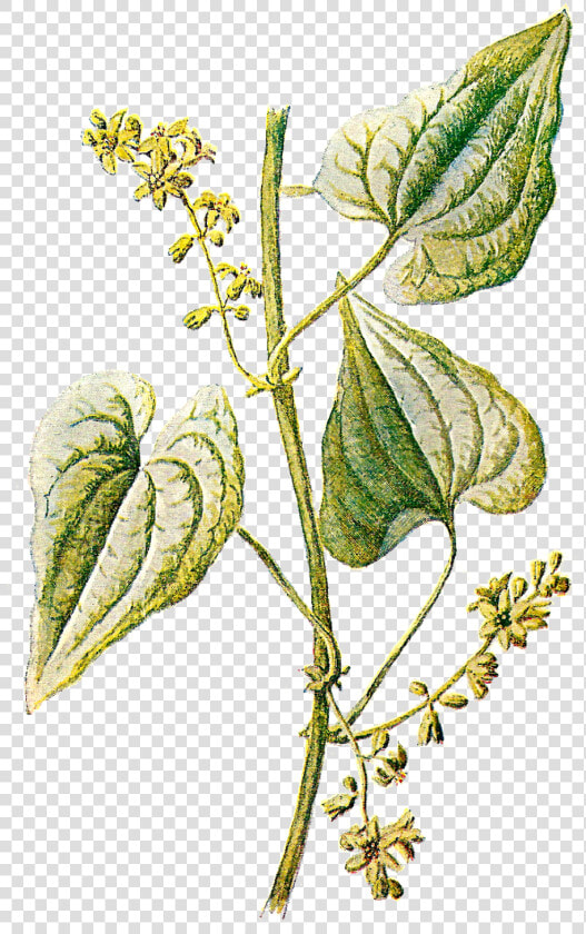 Free Botanical Graphic Plant   Vintage Botanical Illustrations Png  Transparent PngTransparent PNG