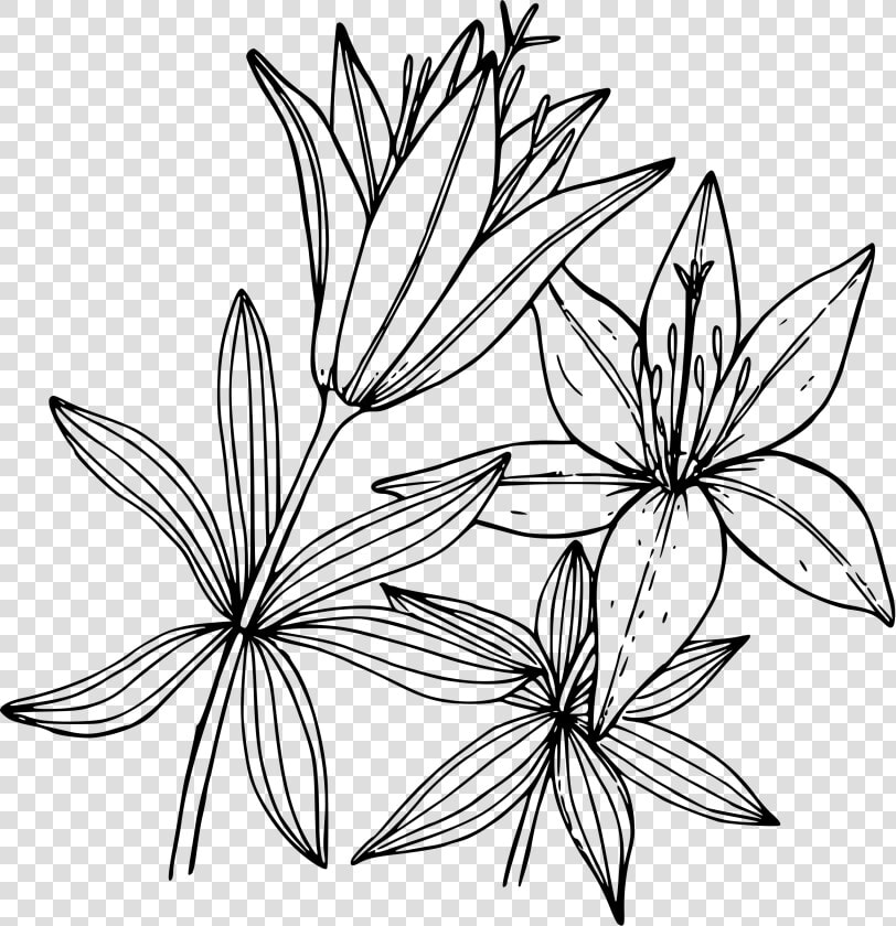 Lillies Drawing   ภาพ วาด ลาย เส้น ดอกไม้  HD Png DownloadTransparent PNG