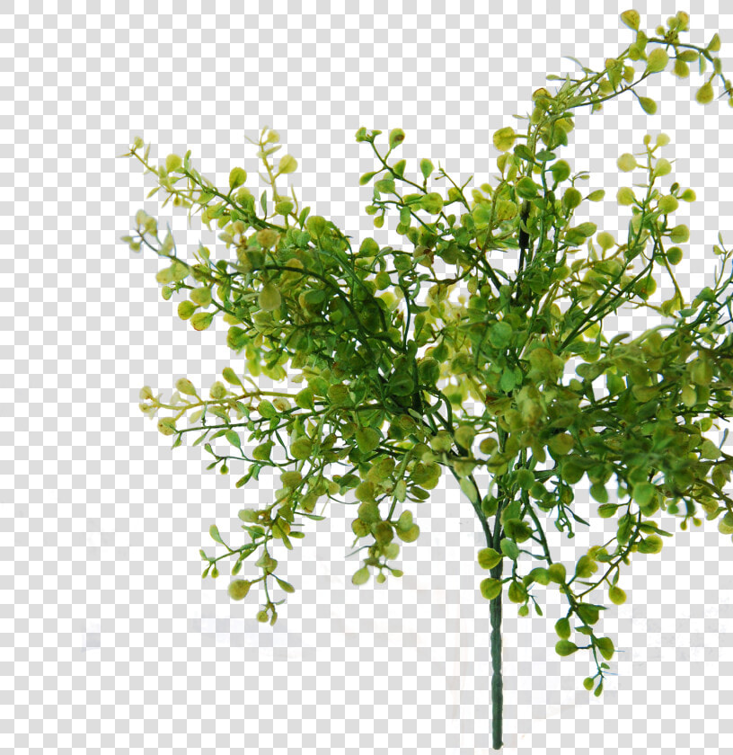 Flowerdutchess Myosotis Bush Green 25cm Edited   Tree  HD Png DownloadTransparent PNG