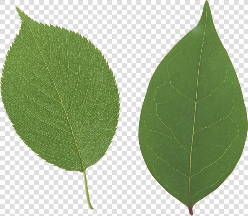 Green Leaf Png   Beech Leaf Transparent Background  Png DownloadTransparent PNG