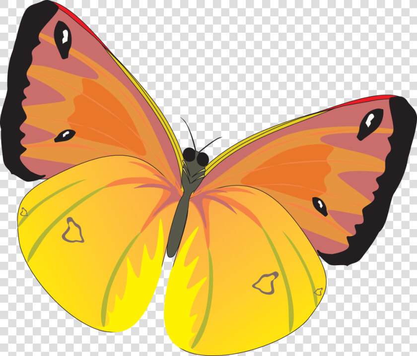 Download For Free Butterfly Transparent Png File   Бабочки Картинки Пнг  Png DownloadTransparent PNG