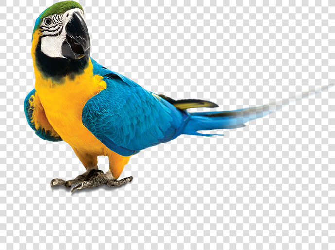 Parrot Png   Parrot  Transparent PngTransparent PNG