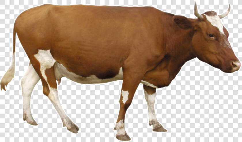 Beef Cattle Dairy Brown   Brown Cow Transparent Background  HD Png DownloadTransparent PNG