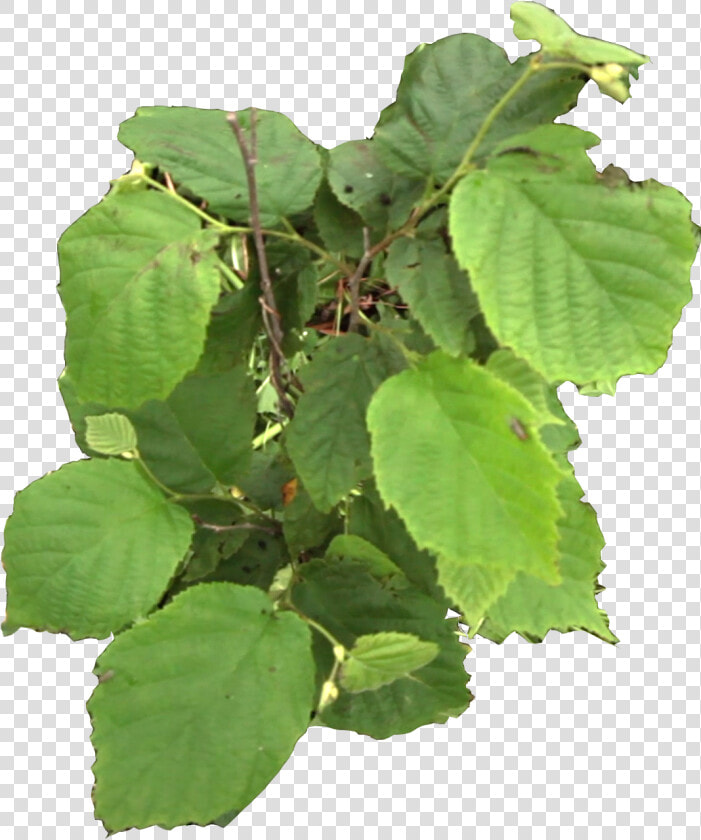 Canoe Birch  HD Png DownloadTransparent PNG