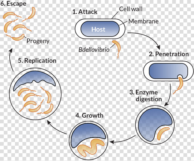 062417 Bacteria Inline   Life Cycle Of Bdellovibrio Bacteriovorus  HD Png DownloadTransparent PNG