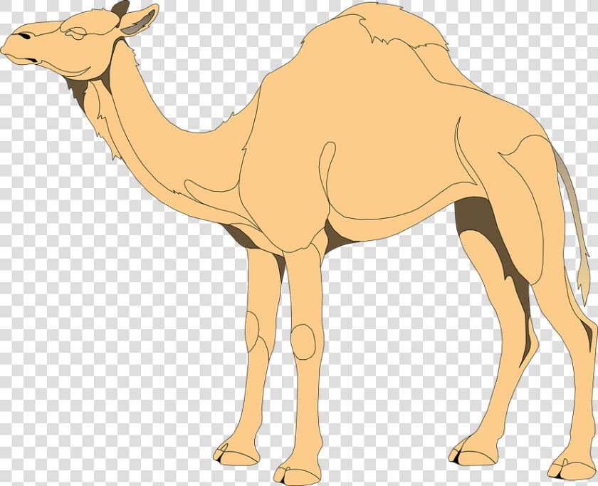 Camels Drawing Eye Huge Freebie Download For Powerpoint   Camels Clip Art  HD Png DownloadTransparent PNG