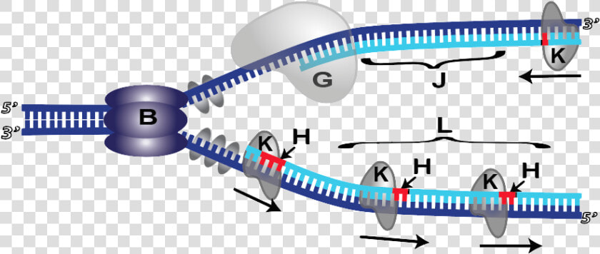 Transparent Dna Png Transparent   Blank Dna Replication Diagram  Png DownloadTransparent PNG