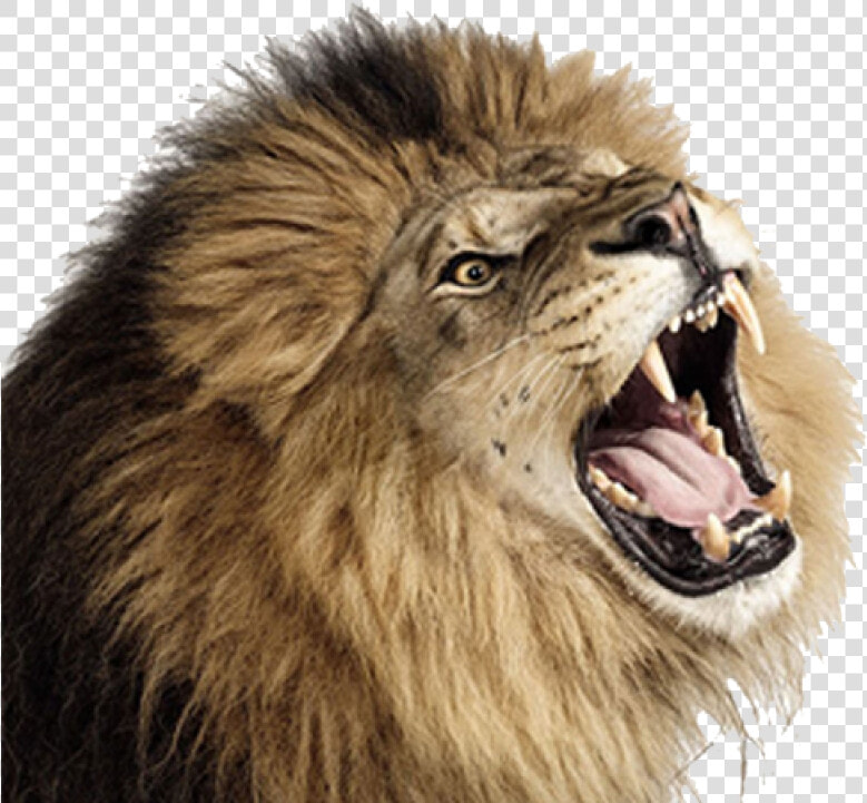 Lion Png Image   Lion Roaring Transparent Background  Png DownloadTransparent PNG