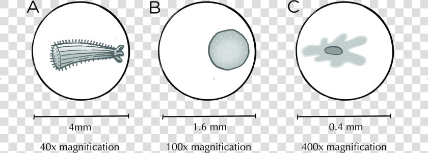 Vacuole Png  Transparent PngTransparent PNG