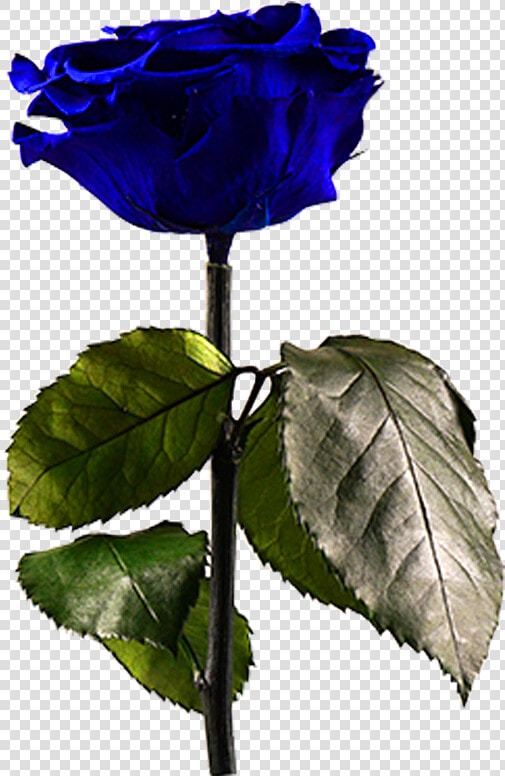 Midnight Blue Data Rimg Lazy Data Rimg Scale   Blue Rose  HD Png DownloadTransparent PNG