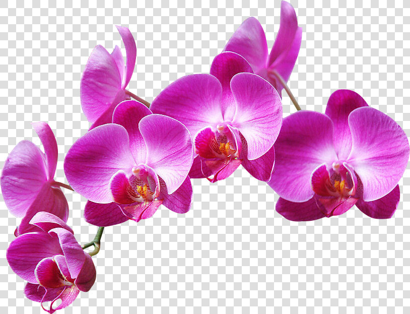  ftestickers  flowers   Purple Orchids Png  Transparent PngTransparent PNG