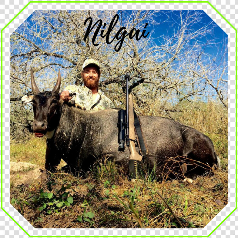 Whitetail Deer   Water Buffalo  HD Png DownloadTransparent PNG