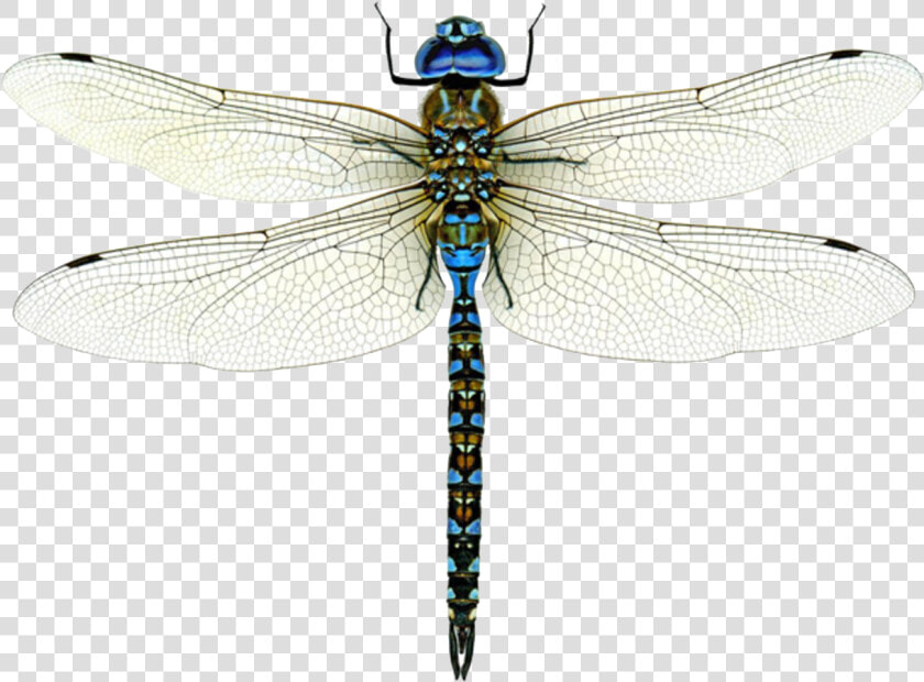 Dragonfly Png Image Free Download   Dragonfly Png  Transparent PngTransparent PNG