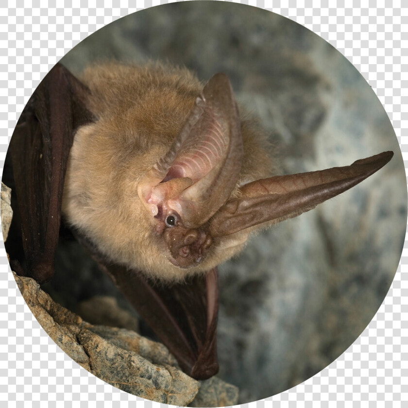 Photo Courtesy Of fightwns   Townsend Big Eared Bat  HD Png DownloadTransparent PNG