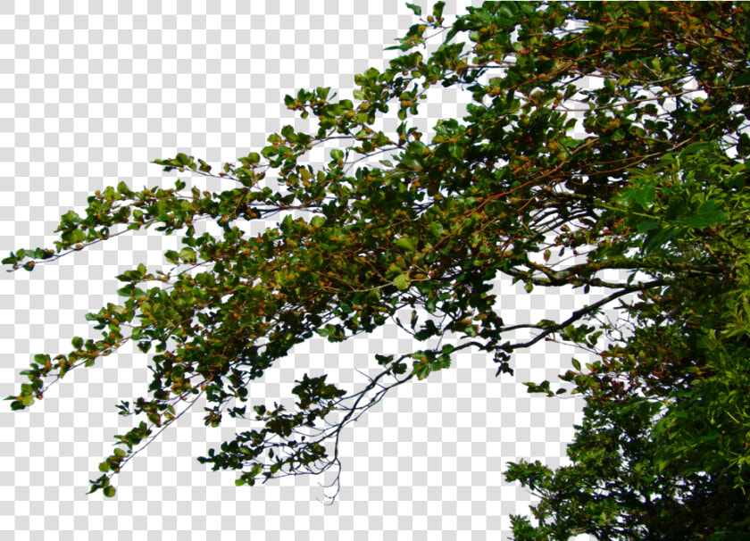 Transparent Tree Without Leaves Clipart   Tree Leaves Branches Png  Png DownloadTransparent PNG