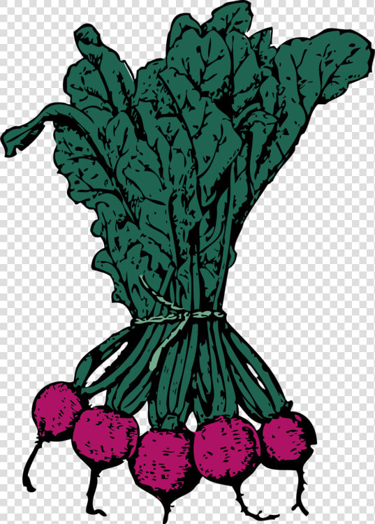 Plant flower leaf   Beets Clip Art  HD Png DownloadTransparent PNG