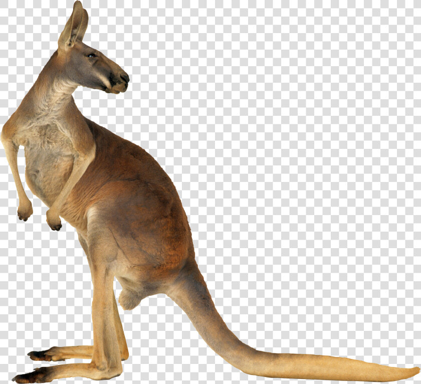 Kangaroo Png   Png Kangaroo  Transparent PngTransparent PNG