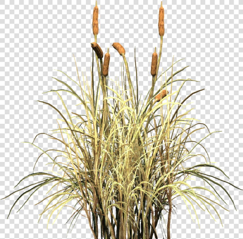 Transparent Cattail Png   Cat Tail Plant Png  Png DownloadTransparent PNG