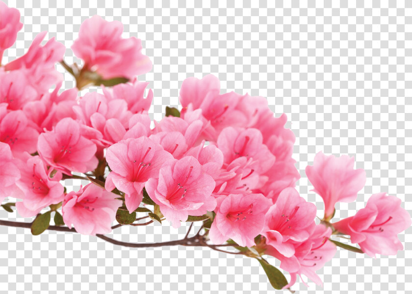 Azalea Flower Background White  HD Png DownloadTransparent PNG