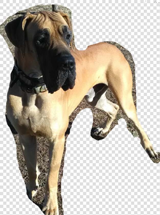 Great Dane  HD Png DownloadTransparent PNG