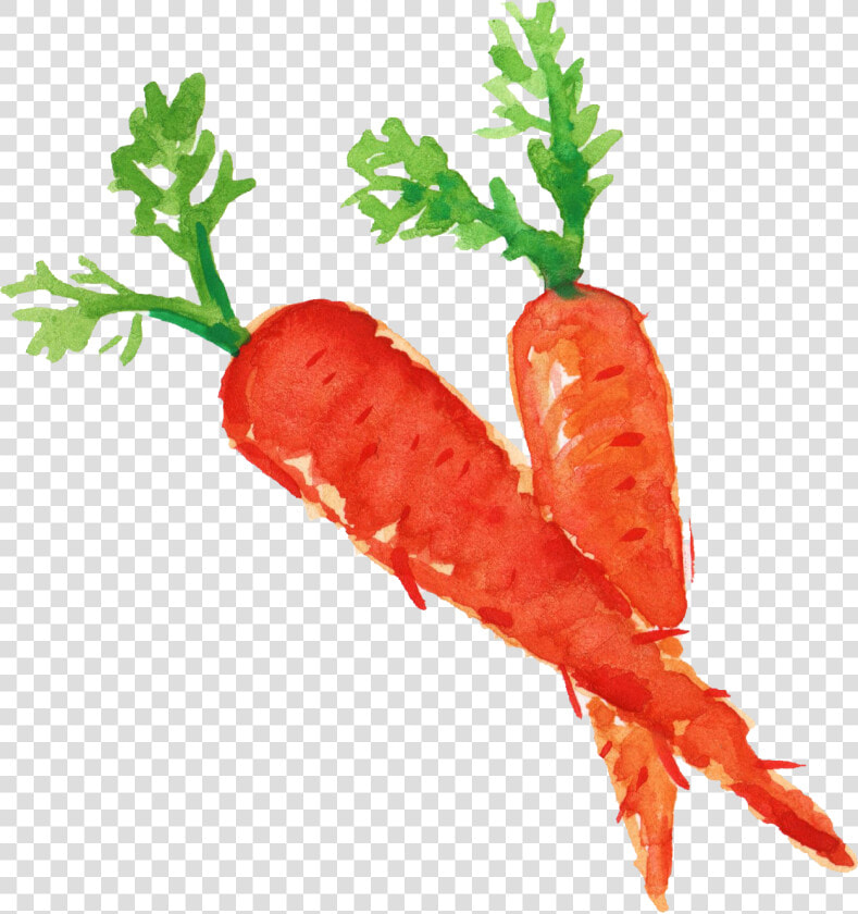 Carrots Png Healthy Food  Transparent PngTransparent PNG