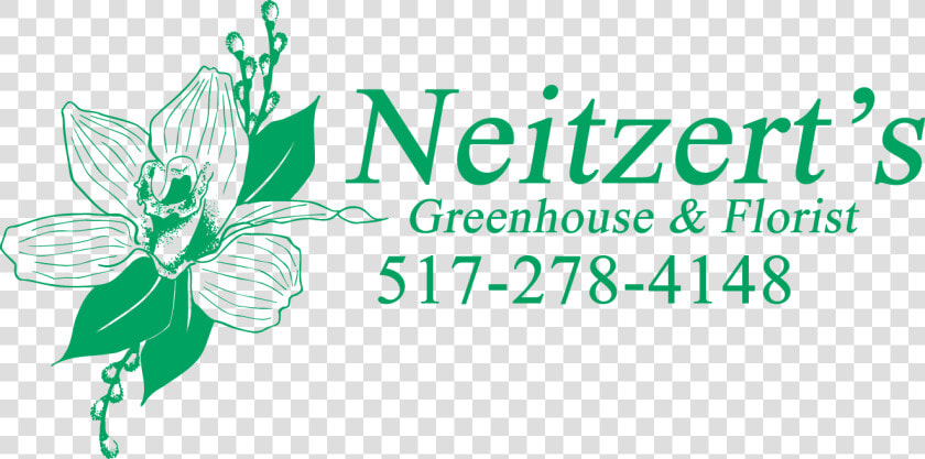 Neitzert S Greenhouse   Cypripedium  HD Png DownloadTransparent PNG